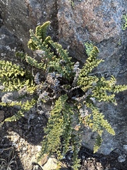 Myriopteris gracillima