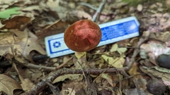 Boletus subvelutipes