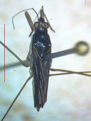 Limnogonus