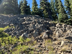 Myriopteris gracillima