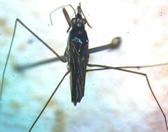Limnogonus