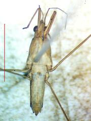 Limnogonus