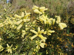Acacia oxycedrus