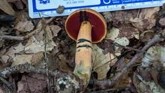 Boletus subvelutipes