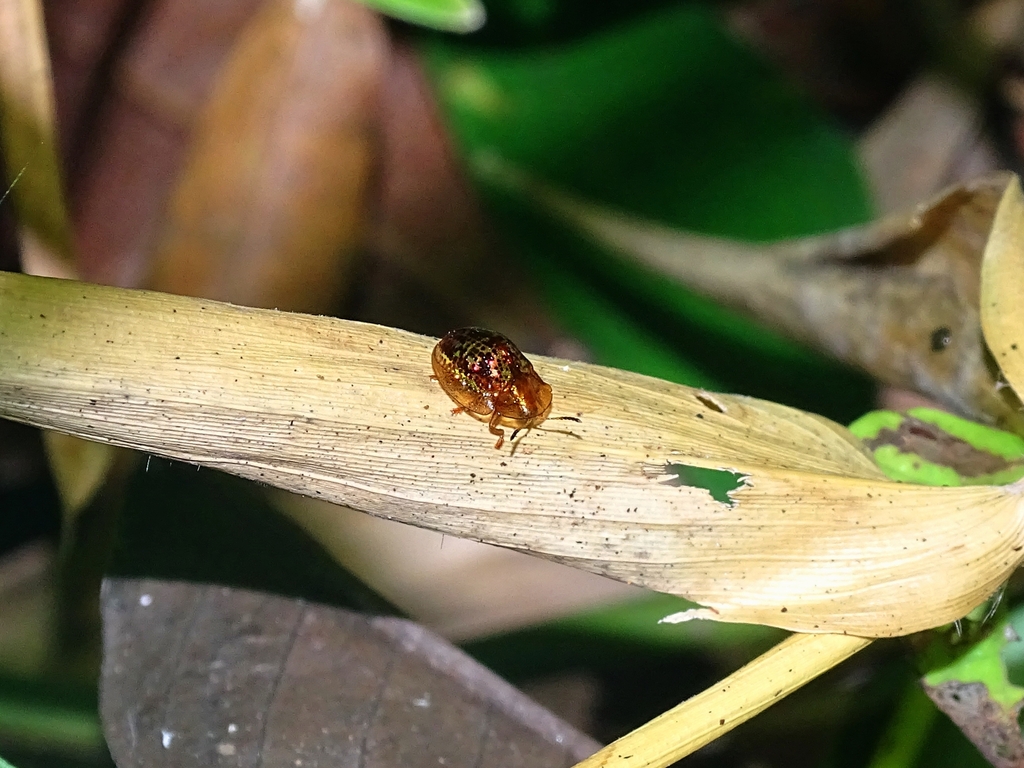 Agroiconota subtriangularis