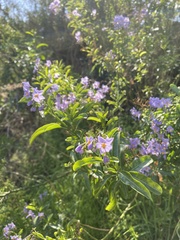 Solanum crispum