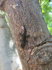 Tarentola delalandii
