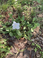 Ruellia metziae