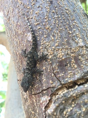 Tarentola delalandii