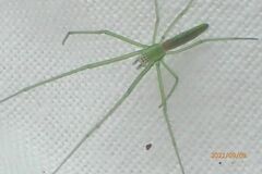 Tetragnatha viridis
