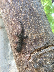 Tarentola delalandii