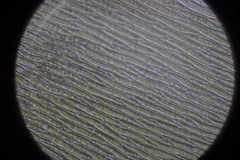 Isopterygium tenerum image