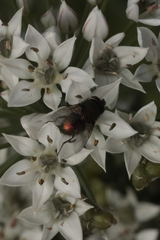 Lucilia