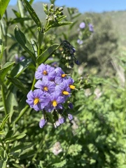 Solanum crispum