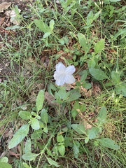 Ruellia metziae