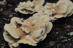 Antrodiella