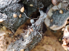 Aphaenogaster senilis