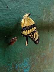Heraclides thoas cinyras