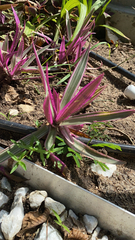 Tradescantia spathacea