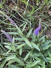Veronica longifolia