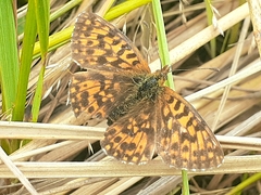 Boloria dia