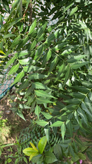 Azadirachta indica