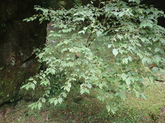 Viburnum luzonicum