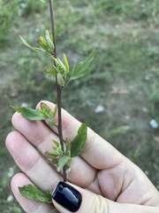 Chenopodium betaceum