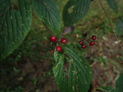 Viburnum luzonicum