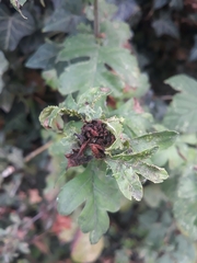 Dasineura crataegi