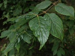 Viburnum luzonicum