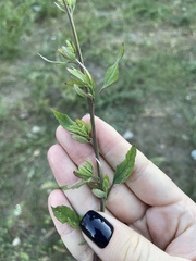 Chenopodium betaceum