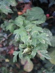Dasineura crataegi