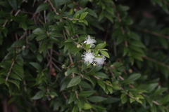 Myrtus communis