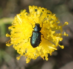 Chrysocoma ciliata