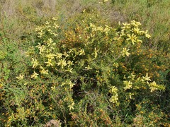 Acacia oxycedrus