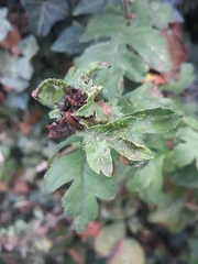 Dasineura crataegi
