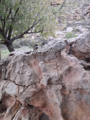 Lanius collaris collaris