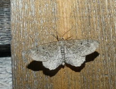 Hypagyrtis piniata