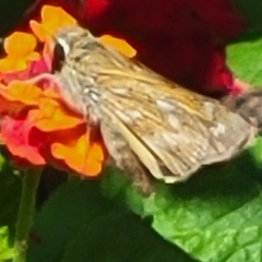 Hesperiidae