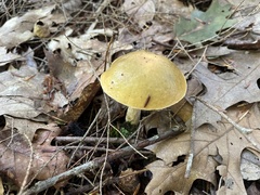 Leccinum holopus