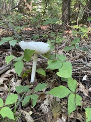 Amanita abrupta