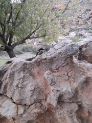 Lanius collaris collaris