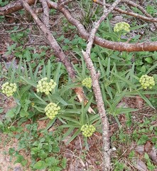 Asclepias asperula