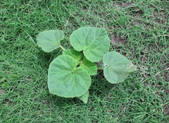 Ibicella lutea