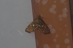 Paracymoriza cataclystalis