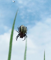 Alpaida quadrilorata