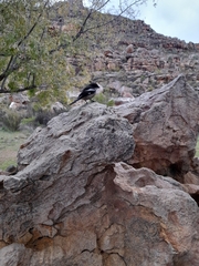 Lanius collaris collaris