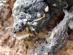 Aphaenogaster senilis
