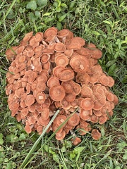 Desarmillaria caespitosa